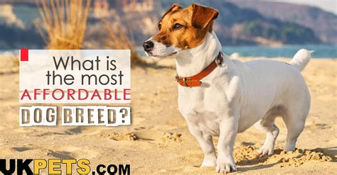 what are the cheapest dog breeds